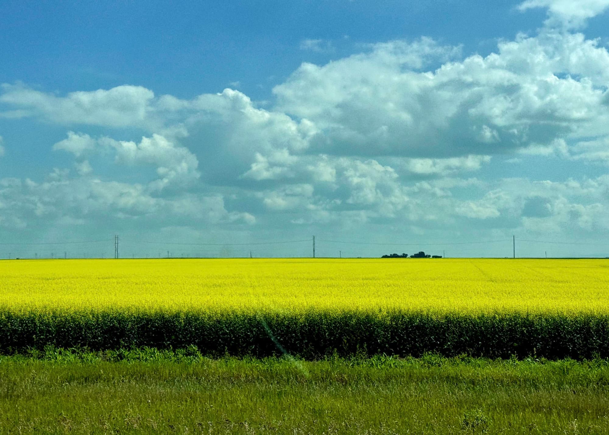 Bright yellow flowers under a cloudy blue sky, parallel telephone line running across the frame in the distance