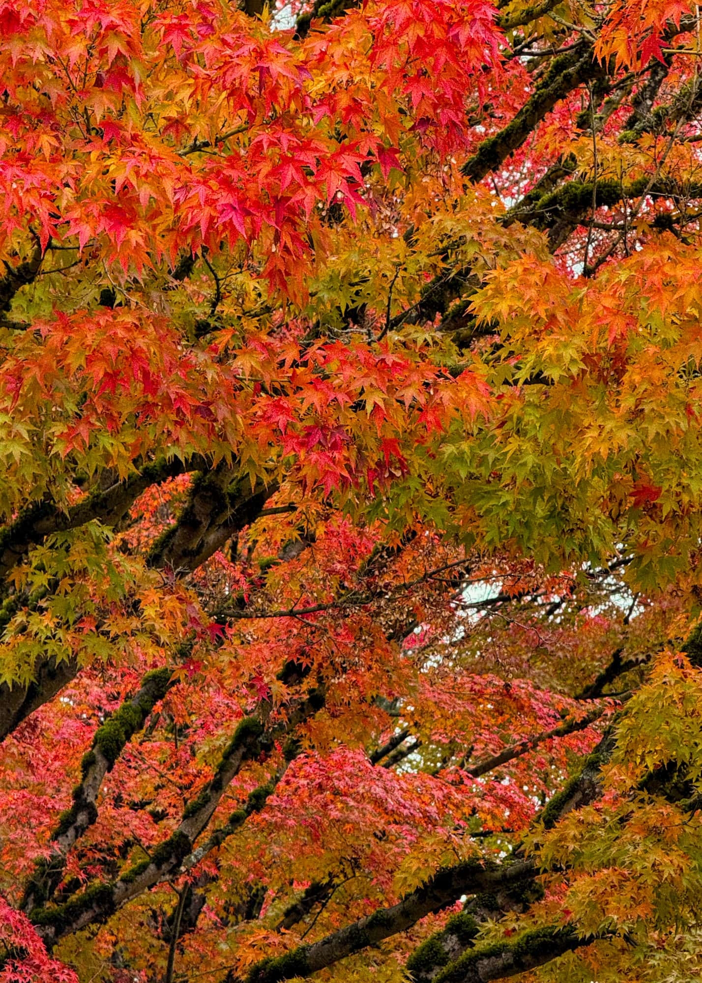 Brightly-coloured maple leaves in autumnal red, orange, yellow, and green