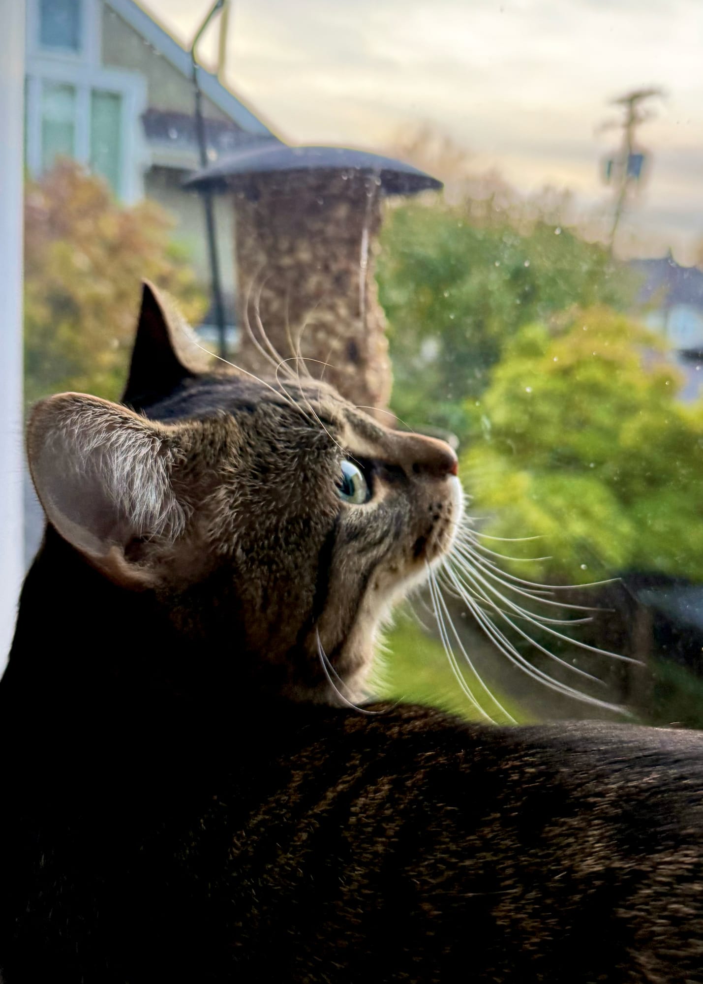 Side profile of a tabby cat in a second-storey window looking upward, blurred bird feeder and residential plants and houses outside
