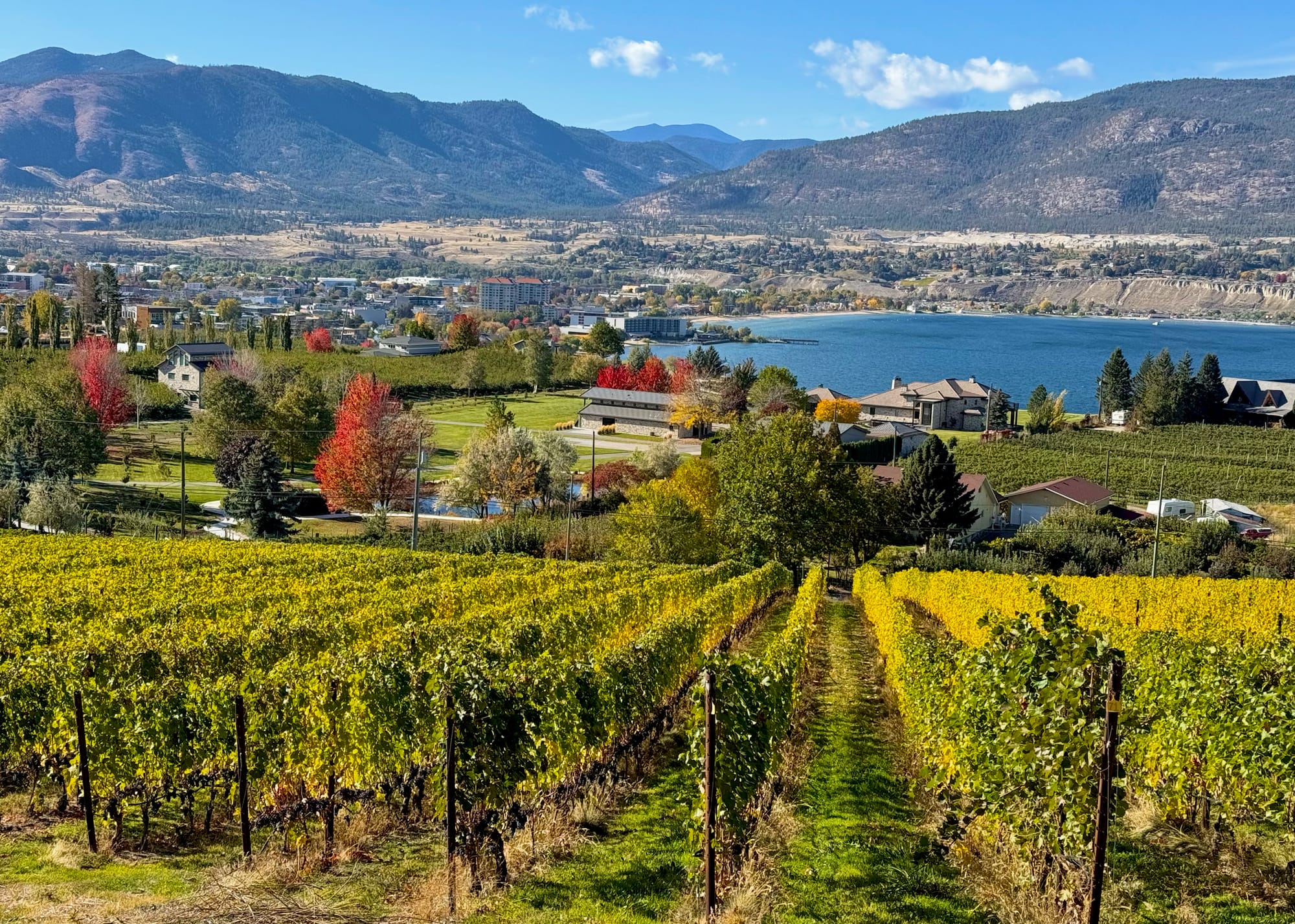 Rows of dying yellow grapevines in the foreground, overlooking houses and fields lined with bright orange and red autumn-tinged trees in the nearground, and a small city on a brilliant blue lake with desert scrub running up the mountains behind.
