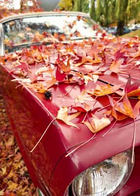 Fallen orange leaves on the hood of a vintage red car, angled photo taken from the front right headlight