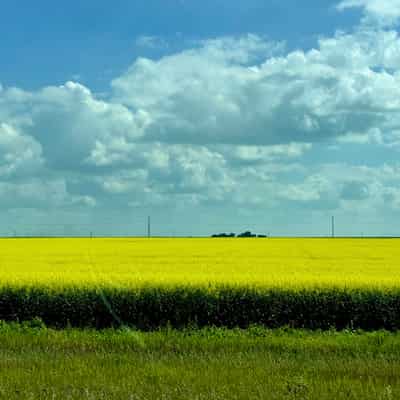 Bright yellow flowers under a cloudy blue sky, parallel telephone line running across the frame in the distance