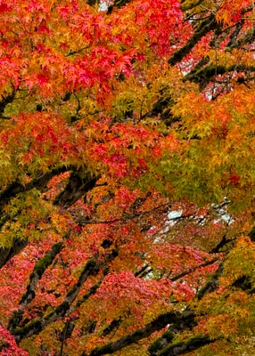 Brightly-coloured maple leaves in autumnal red, orange, yellow, and green