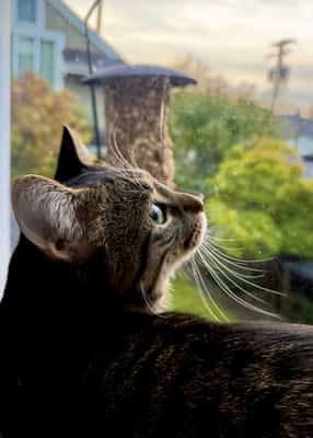 Side profile of a tabby cat in a second-storey window looking upward, blurred bird feeder and residential plants and houses outside