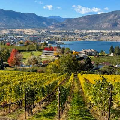 Rows of dying yellow grapevines in the foreground, overlooking houses and fields lined with bright orange and red autumn-tinged trees in the nearground, and a small city on a brilliant blue lake with desert scrub running up the mountains behind.