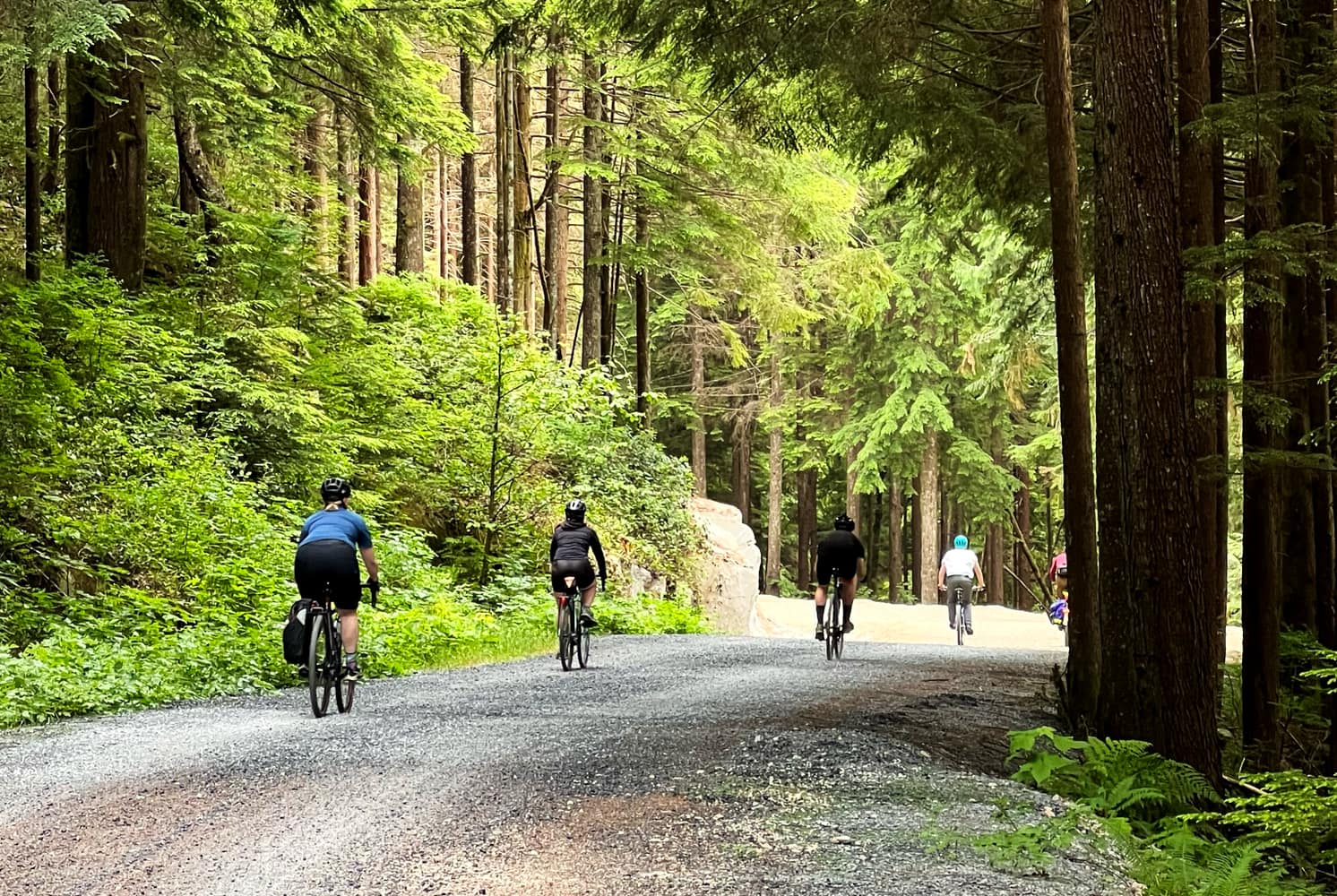 Four figures on bikes riding away from the camera on a path lined with large evergreen trees and green bushes