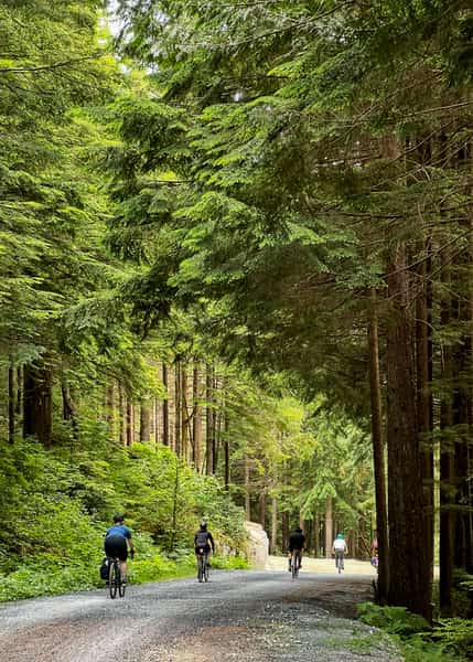 Large trees giving away the scale of tiny humans riding a gravel trail below