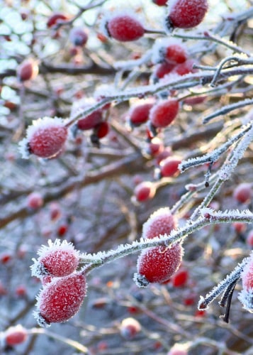 Frost-covered red winter berries on bare branches