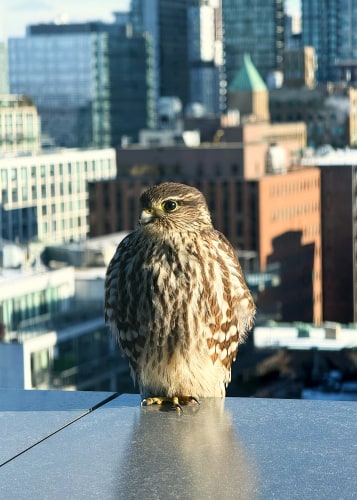 Small bird of prey perched on a ledge with cityscape blurred in the background
