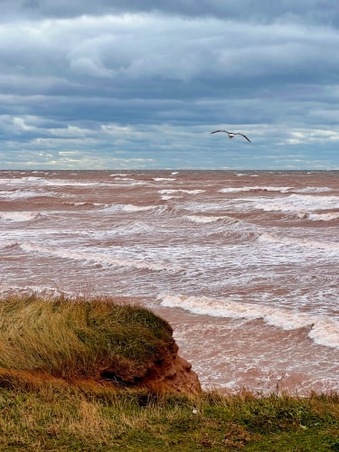 Stormy sky and ocean seen off a cliff with blowing grass, seagull in the distance