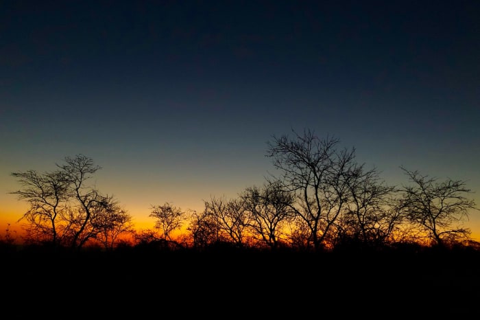 Deep blue & black sky gradient lightening up to brilliant yellow and orange on the horizon, silhouetting closer bare trees