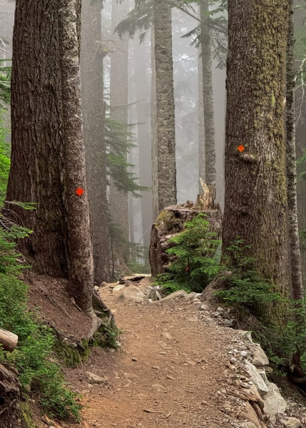 Dirt and rock trail winding through cedars in the fog