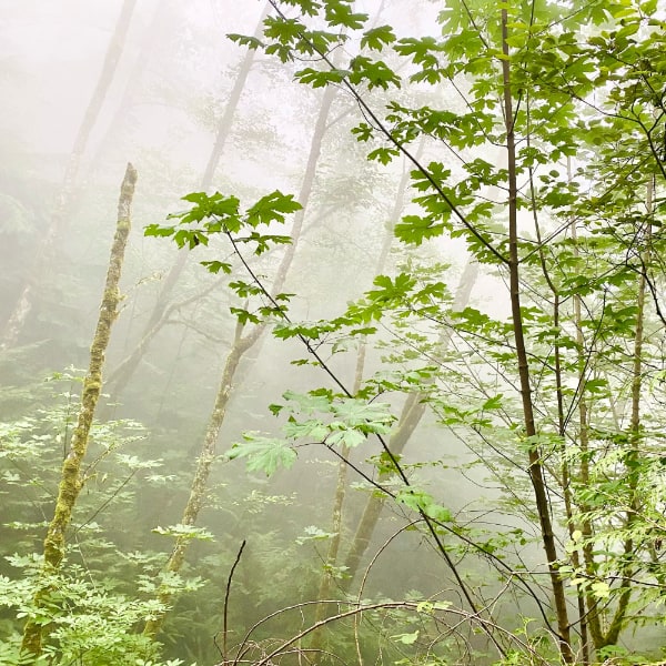 Fog obscures anything beyond a few thin deciduous green-leafed trees