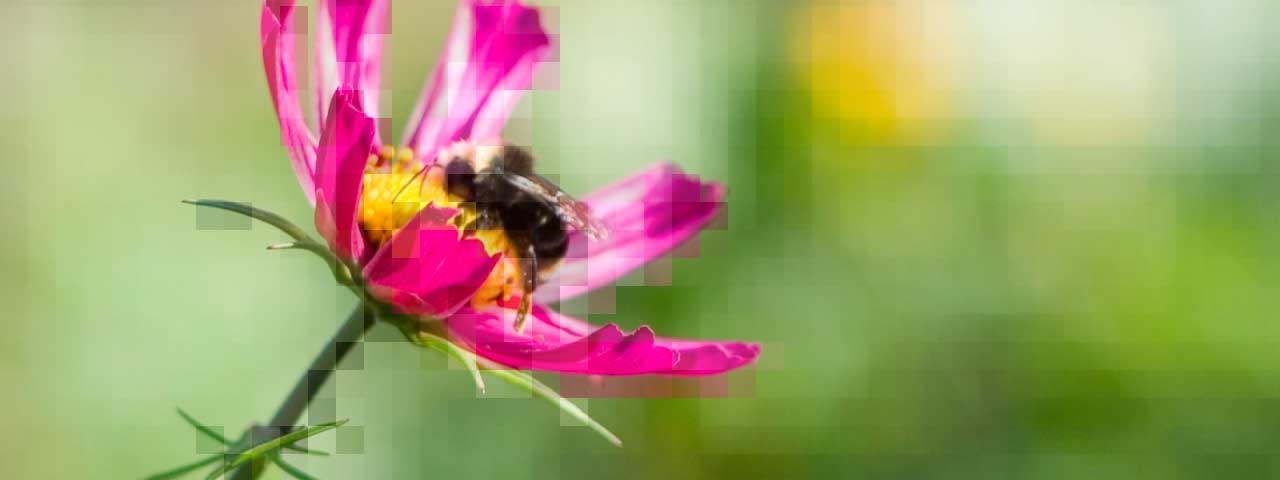 Pixellated photo of a bee landing in a bright pink and yellow flower against a blurred green background